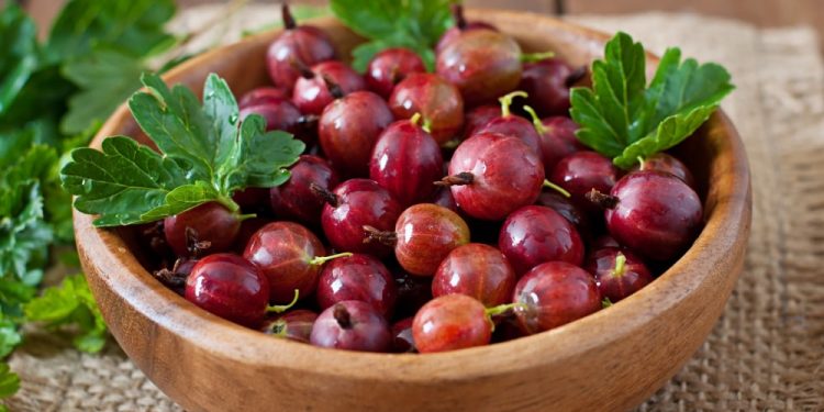 kruisbessenjam koekjes recept