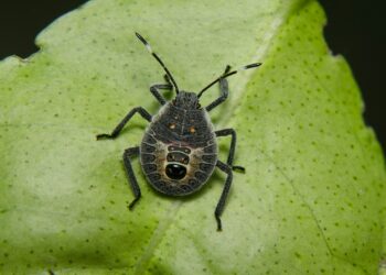 Groene stinkwants op een blad in de herfst