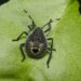 Groene stinkwants op een blad in de herfst