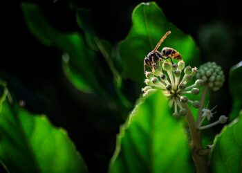 Groot rond nest van de Aziatische hoornaar hoog in een kale boom