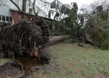 Omgewaaide boom in een tuin na een storm
