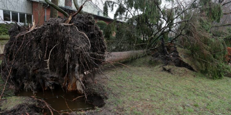 Omgewaaide boom in een tuin na een storm